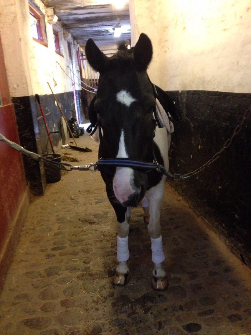 Hollandsk Sportspony Tarzan billede 1