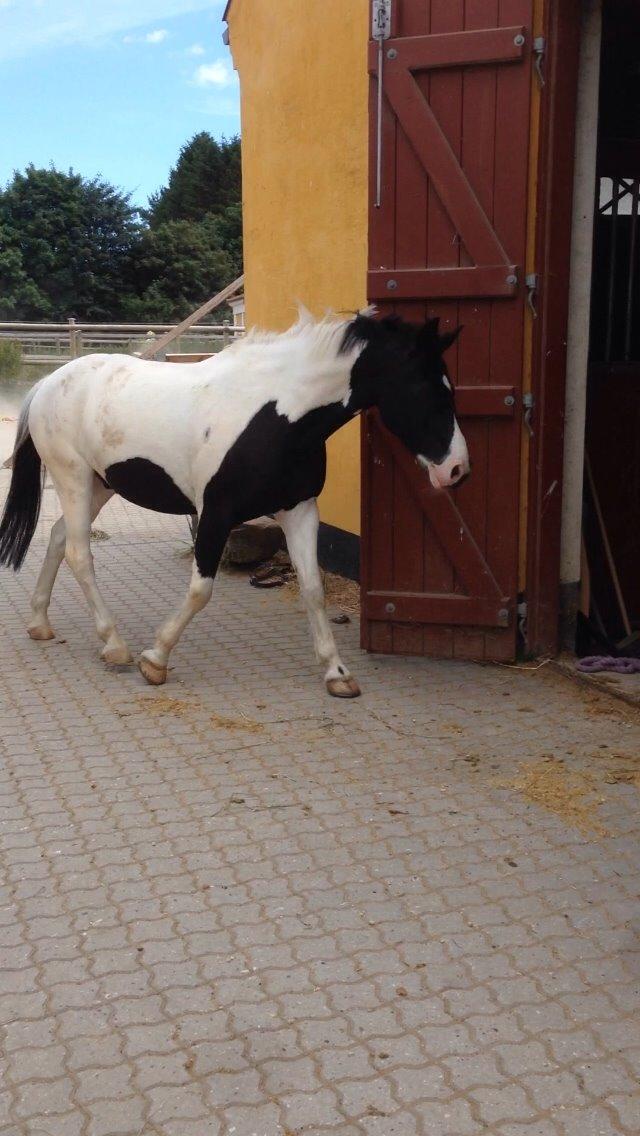 Hollandsk Sportspony Tarzan billede 4