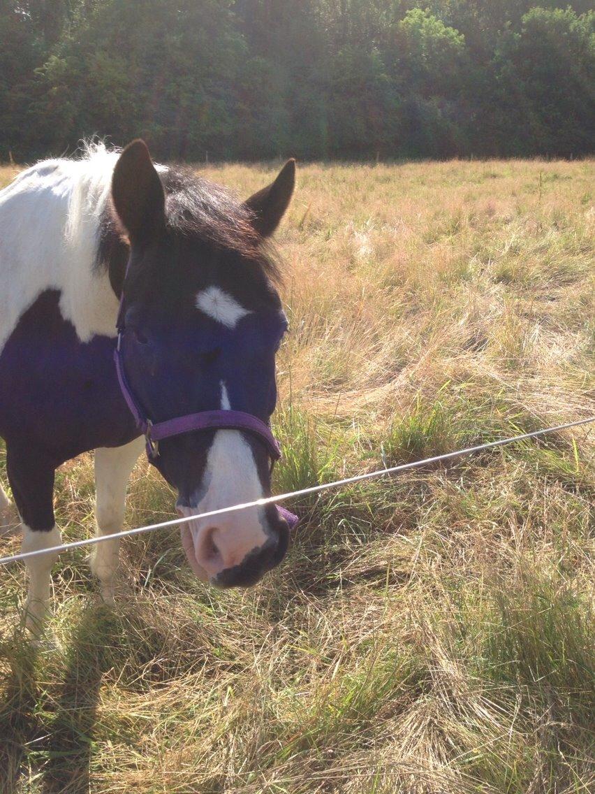 Hollandsk Sportspony Tarzan billede 3