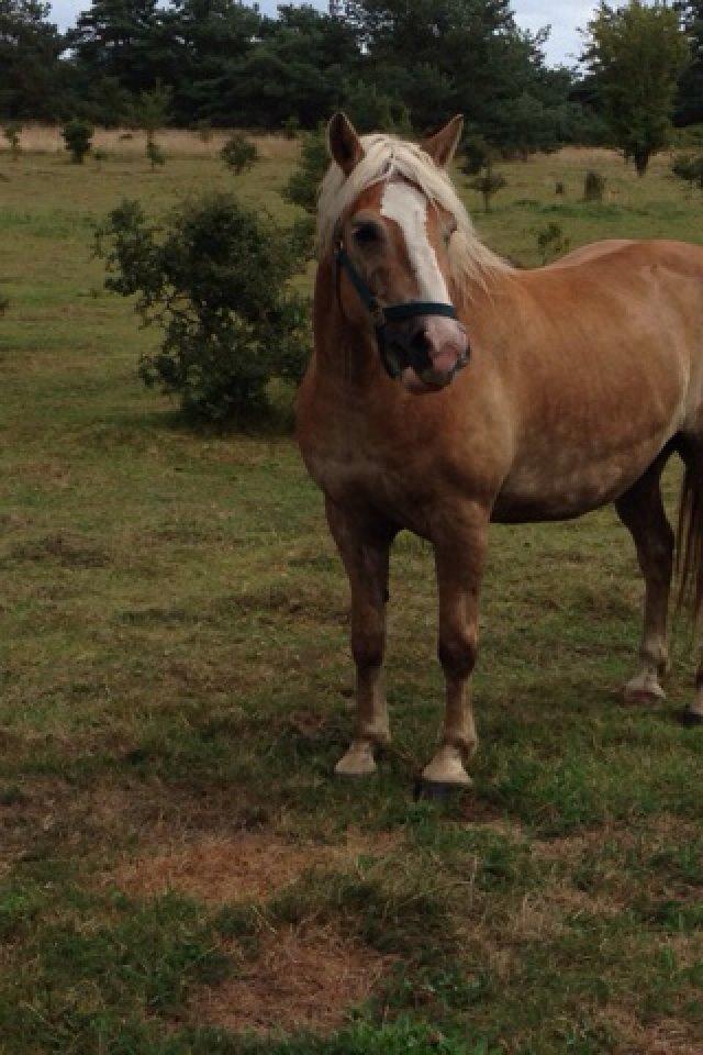 Tyroler Haflinger Bamse - Rigtig model, DRENG!!! billede 1