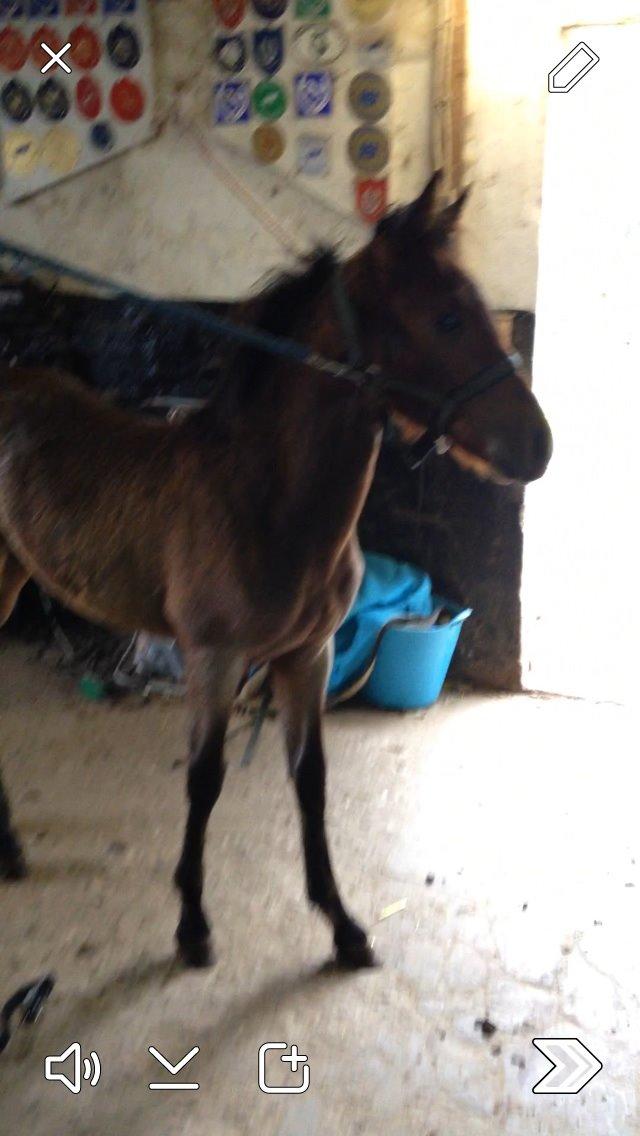 Anden særlig race Vestervangs Damon Midnight Magic billede 23