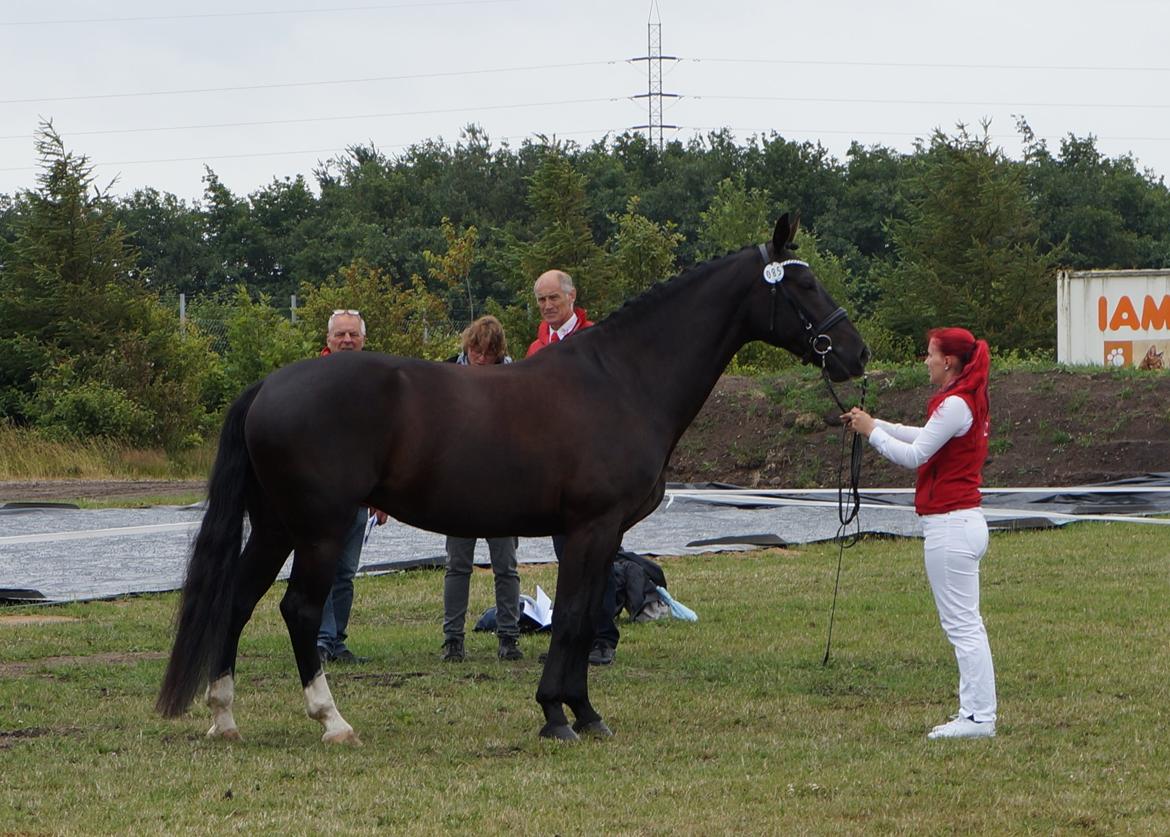 Oldenborg Tulle Engholm billede 15