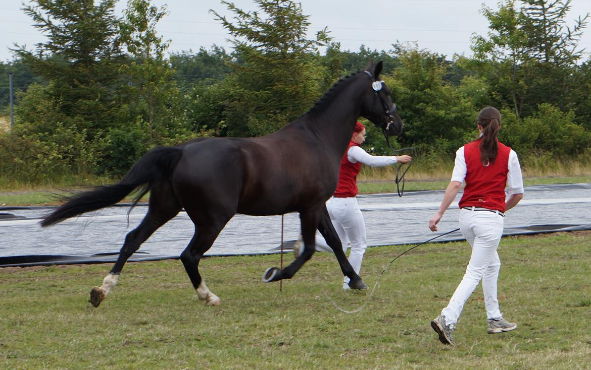 Oldenborg Tulle Engholm billede 17