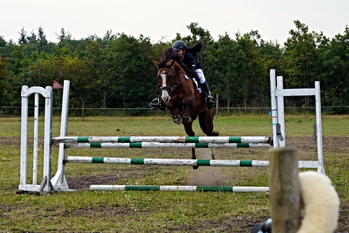 Tysk Sportspony Artos B-pony - Artos og jeg til C-stævne på VSRK Vi fik to placeringer billede 43