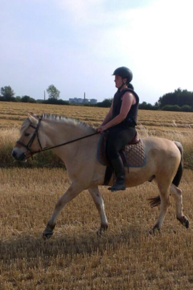Fjordhest Basse - Baby, på stubmark for første gang(29 juni 2014) billede 11