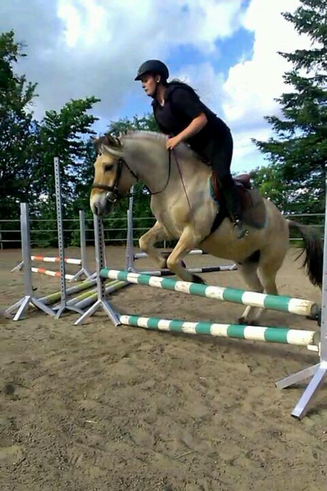 Fjordhest Basse - Baby'en, springer 60cm for første gang billede 12