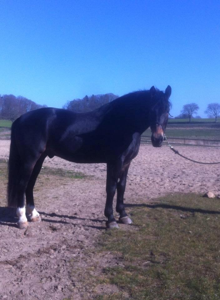 Oldenborg Lorenzo bedsted - Lorenzo da jeg fik ham billede 2