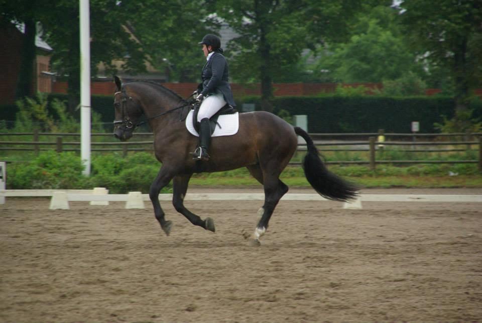 Oldenborg Lorenzo bedsted - Stævne HVR billede 8