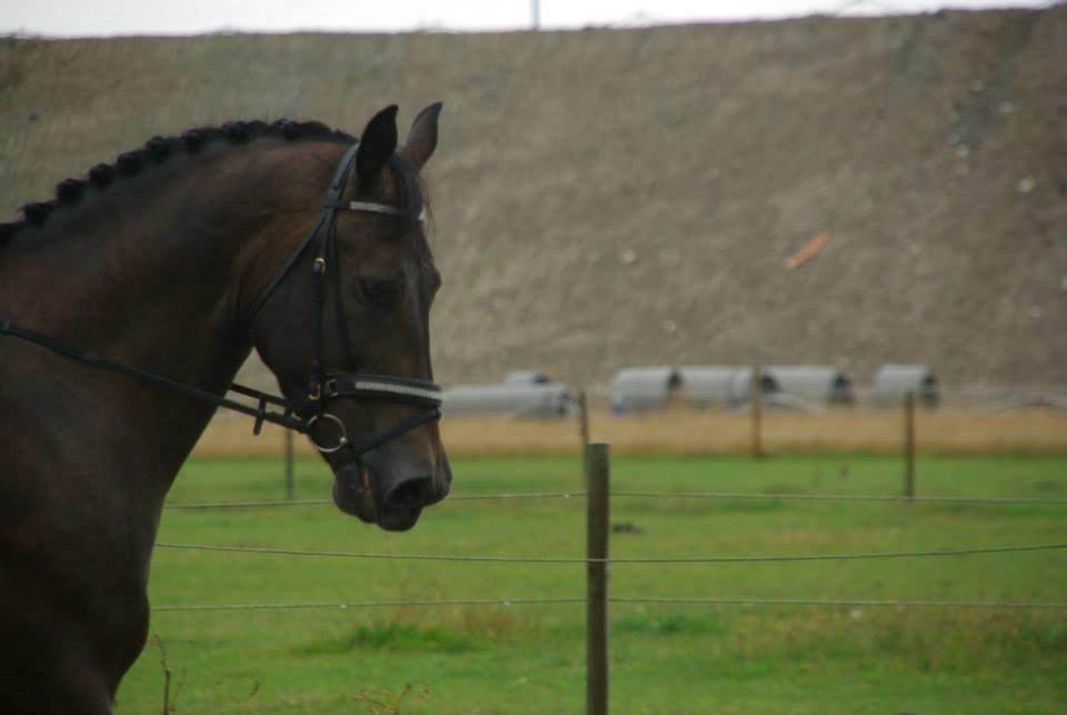 Oldenborg Lorenzo bedsted - Dejligheden billede 4