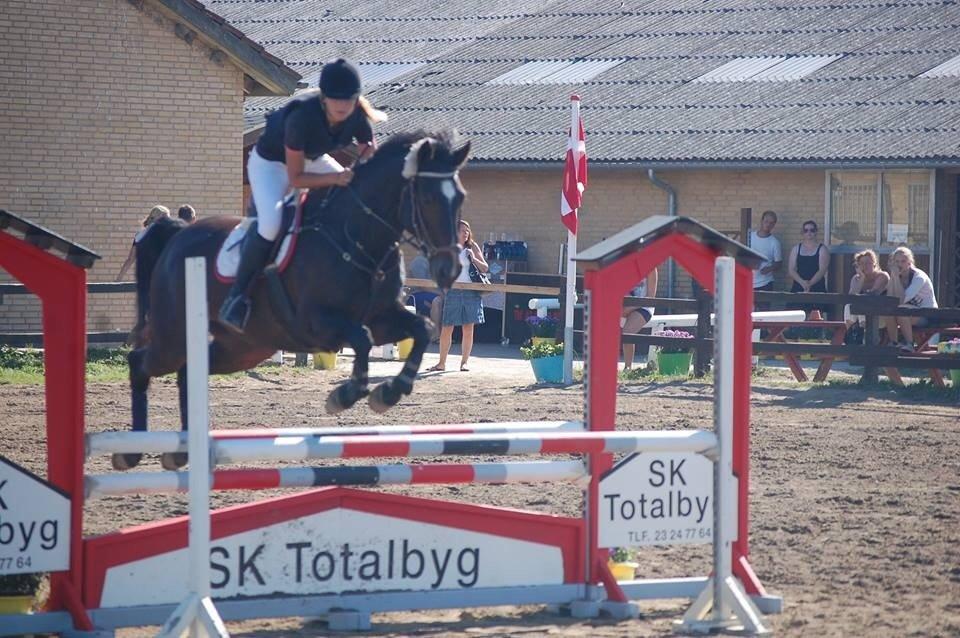 Dansk Varmblod Rønnemosens Lancelot billede 22