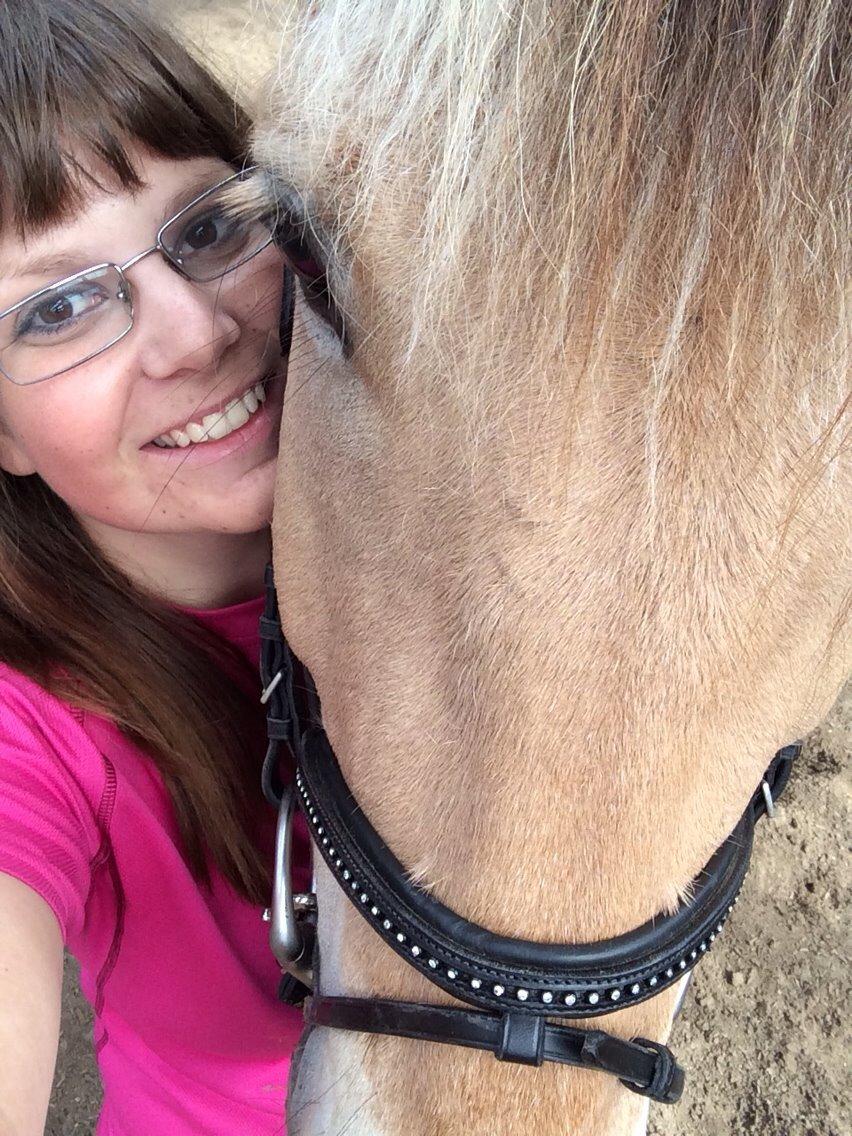 Fjordhest Carlos Sax billede 1