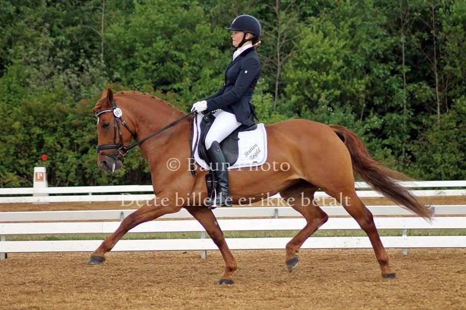 DSP Vladia - A-PONY - Landsstævne Hjallerup - 4. plads i PRT med 67% billede 13