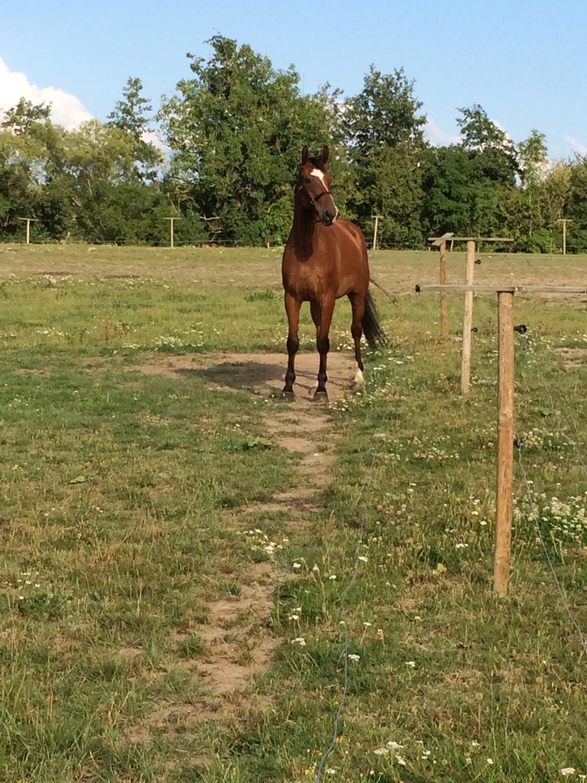 Dansk Varmblod Taekkersmindes Wiseguy - Første dag, han må ha set noget spændene :D billede 7