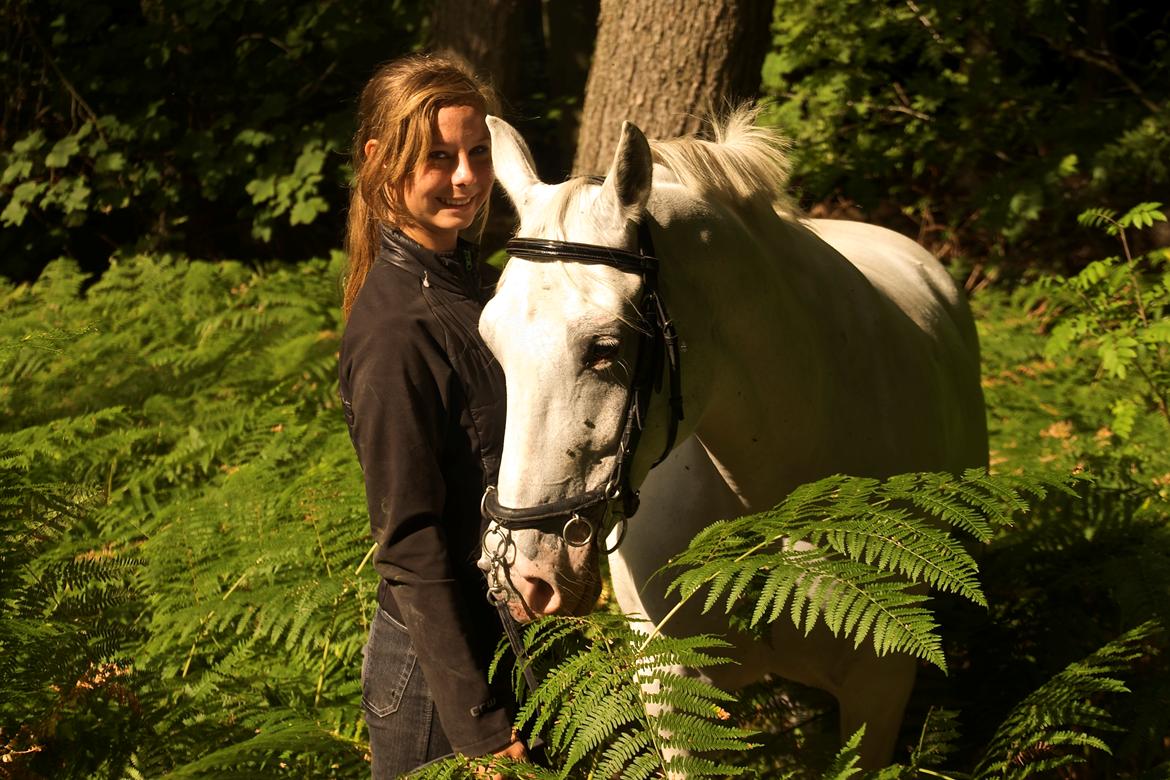 Lipizzaner Africa billede 10