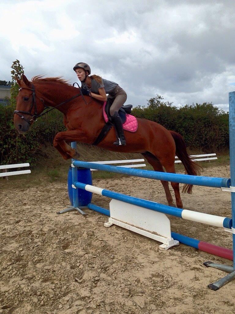 Anden særlig race Hovgårdens Fleur - Springer 1 meter. billede 11
