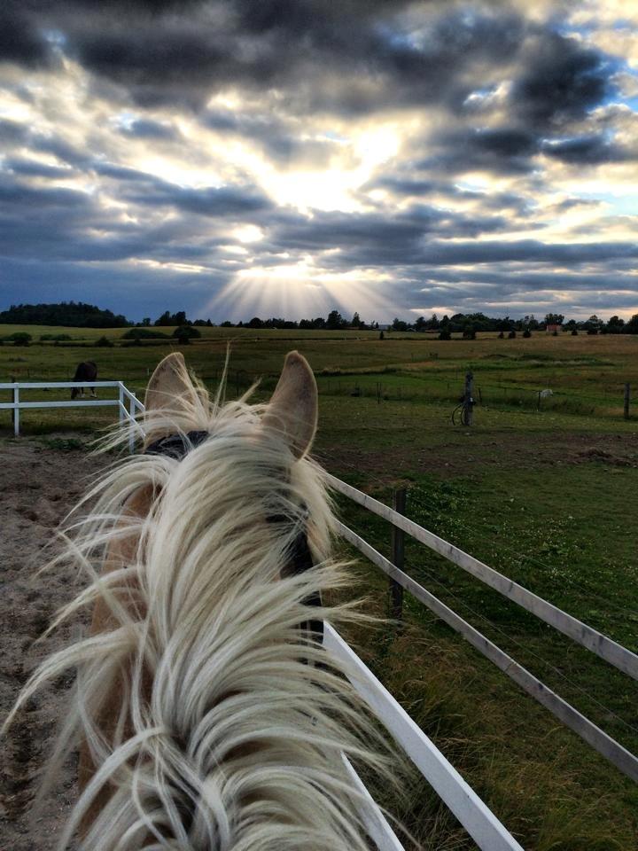 Palomino Mr. Spirit Minded - riding is therapy for the soul, this view makes it all the better <3 billede 2
