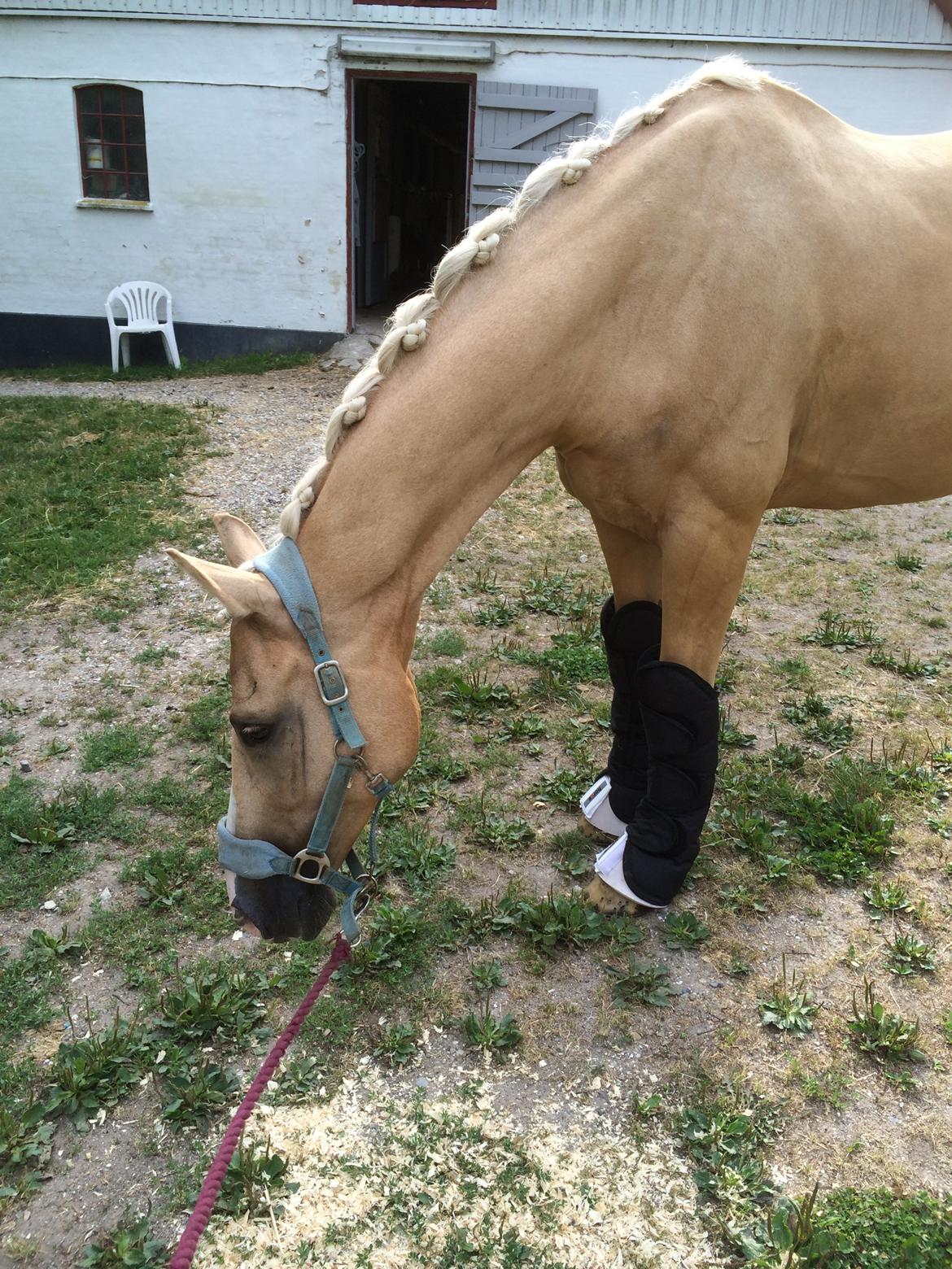 Palomino Mr. Spirit Minded - Smukke supermand klar til stævne <3 billede 4