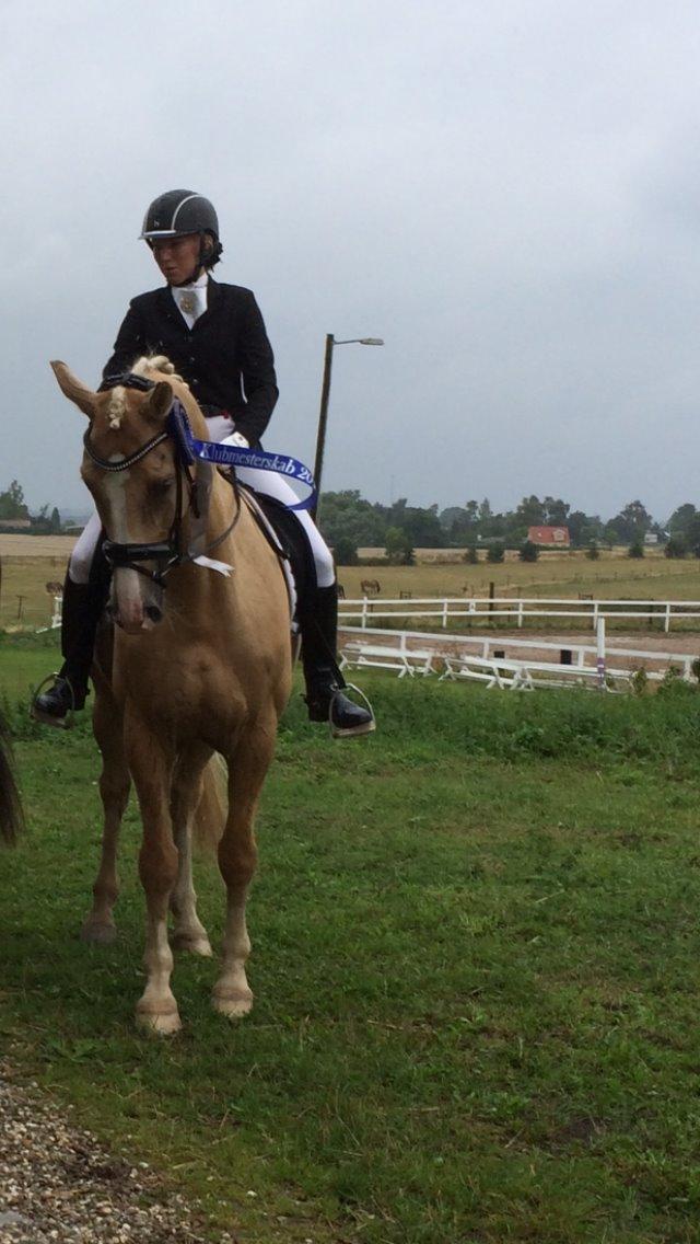 Palomino Mr. Spirit Minded - Vi blev nr 2 i Klubmesterskabet 2014 <3 You are the best! billede 1