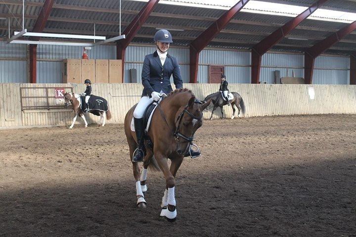 DSP Røgild's Enrico billede 4