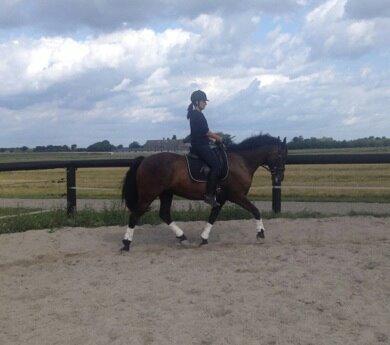Welsh Partbred (Sec F) Chili´s Zappa billede 17