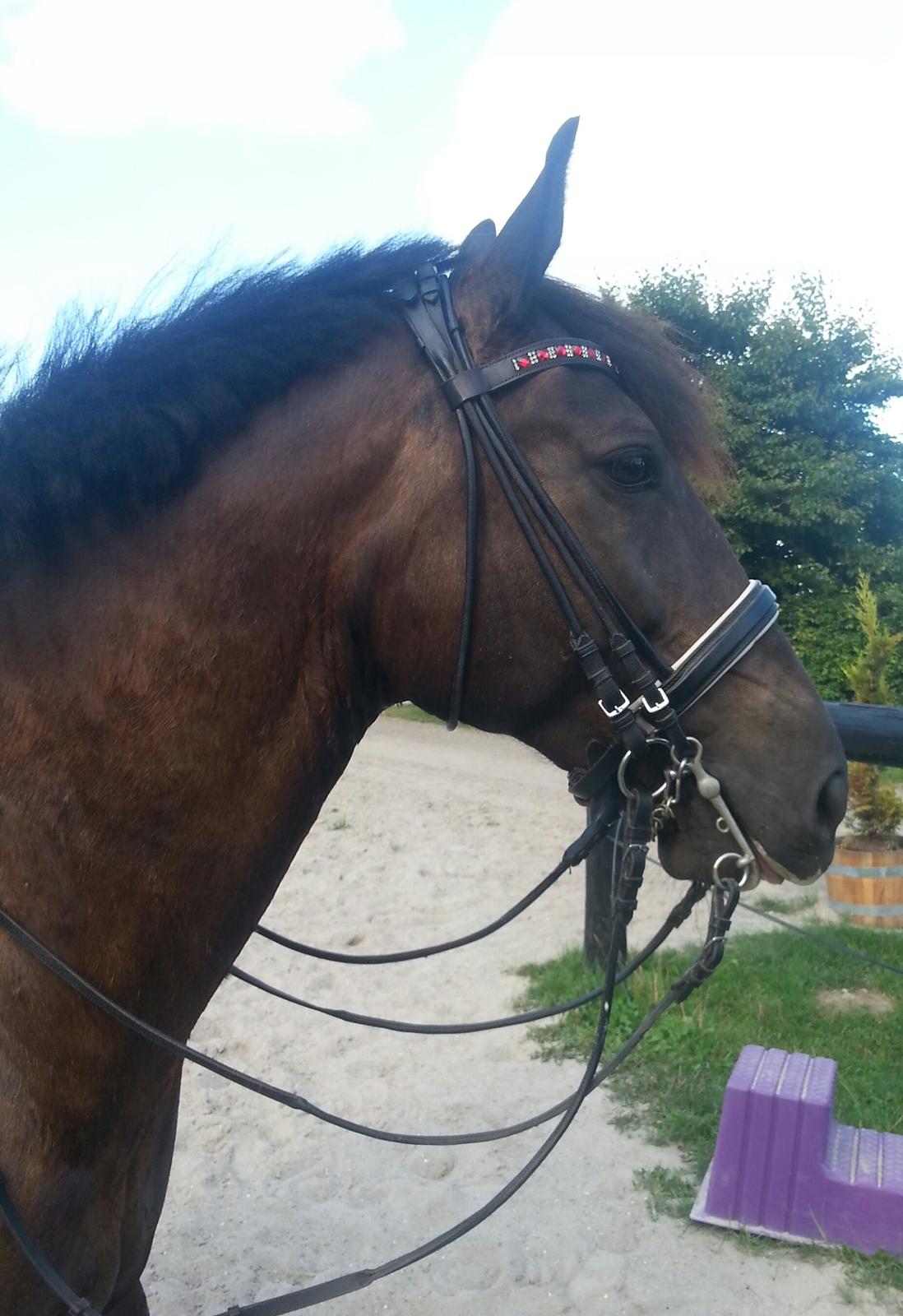 Welsh Partbred (Sec F) Chili´s Zappa billede 12