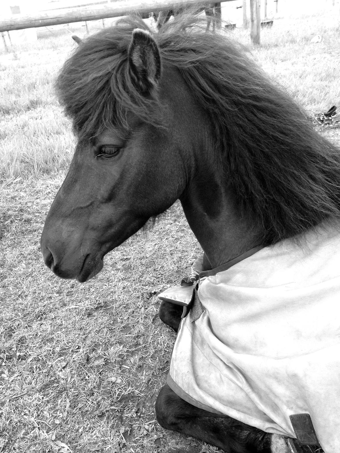 Islænder Katla fra Løvemosegård billede 16