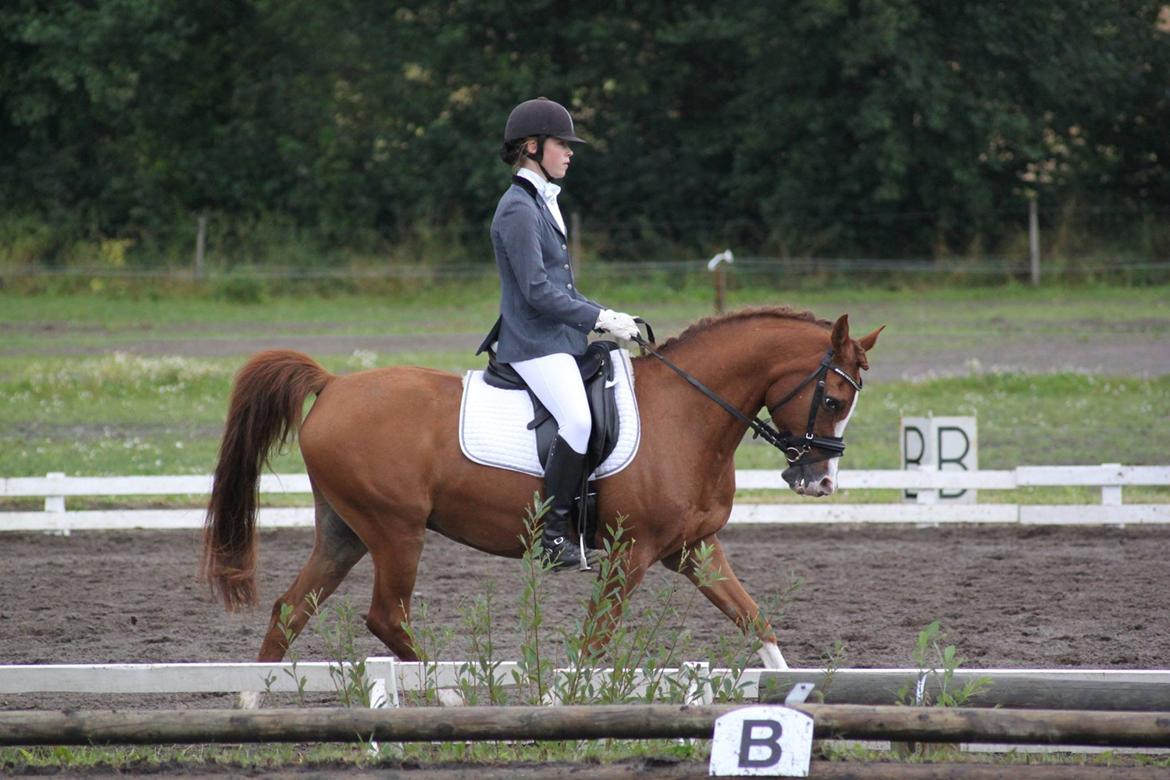 Arabisk fuldblod (OX) Stuntvil OX - LC2 69,14% første stævne, ladelund 2014. billede 19