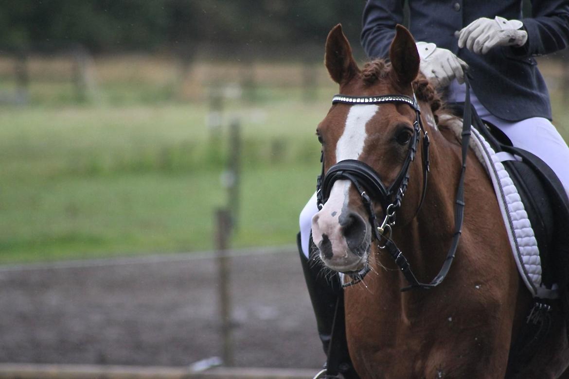 Arabisk fuldblod (OX) Stuntvil OX - Første stævne! billede 4