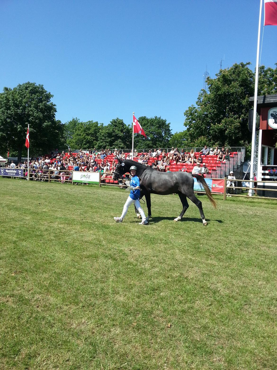 Sportsaraber (A) BS Laschano billede 12
