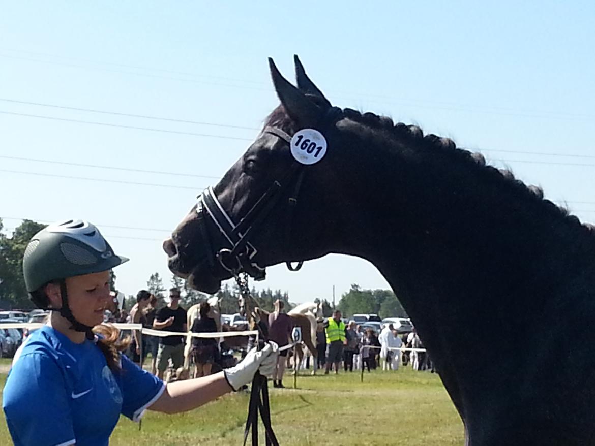 Sportsaraber (A) BS Laschano billede 1
