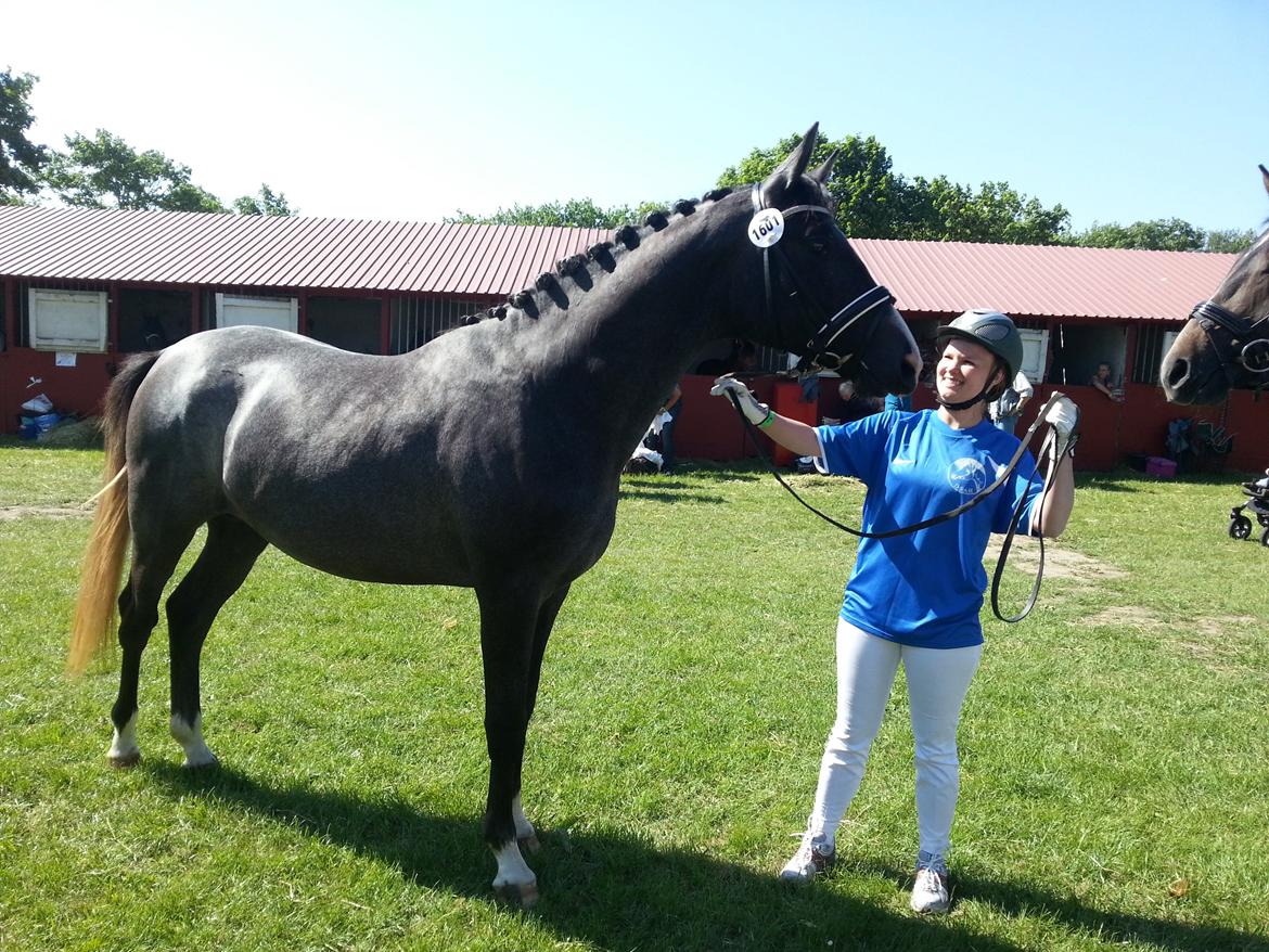 Sportsaraber (A) BS Laschano billede 14
