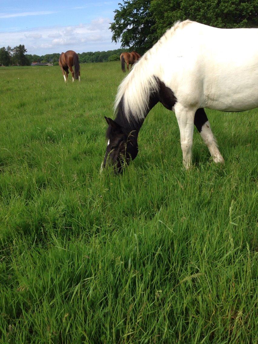 Hollandsk Sportspony Tarzan billede 13