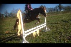 DSP Horsmarks Diva Duchess (SOLGT) billede 11