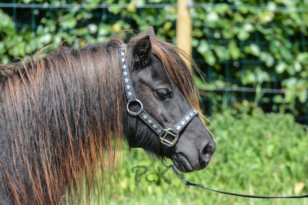 Shetlænder Feldholm's Cherí billede 1