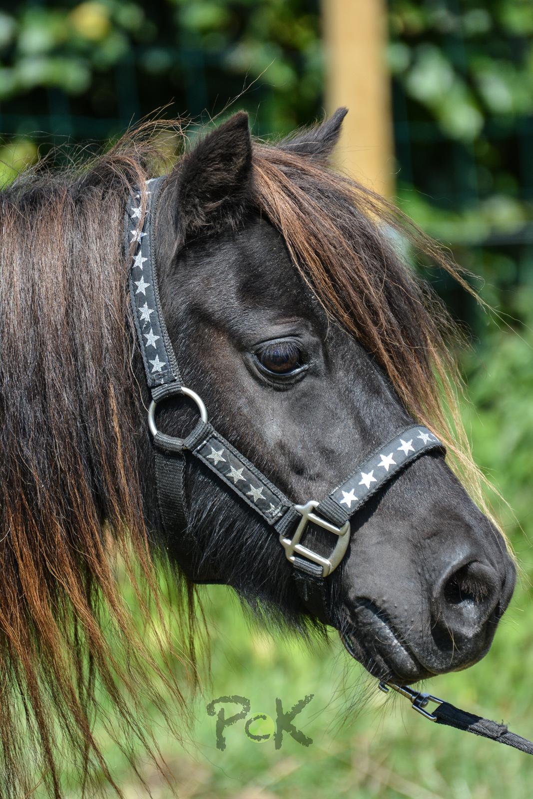 Shetlænder Feldholm's Cherí billede 8