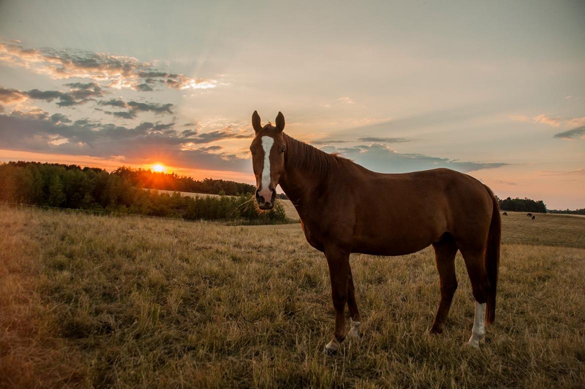 Hannoveraner William - Verdens smukkeste og dejligeste William. Dette billede er så smukt, af ham. Tak til Simone Risholt, for et så fantastisk billede <3  billede 1