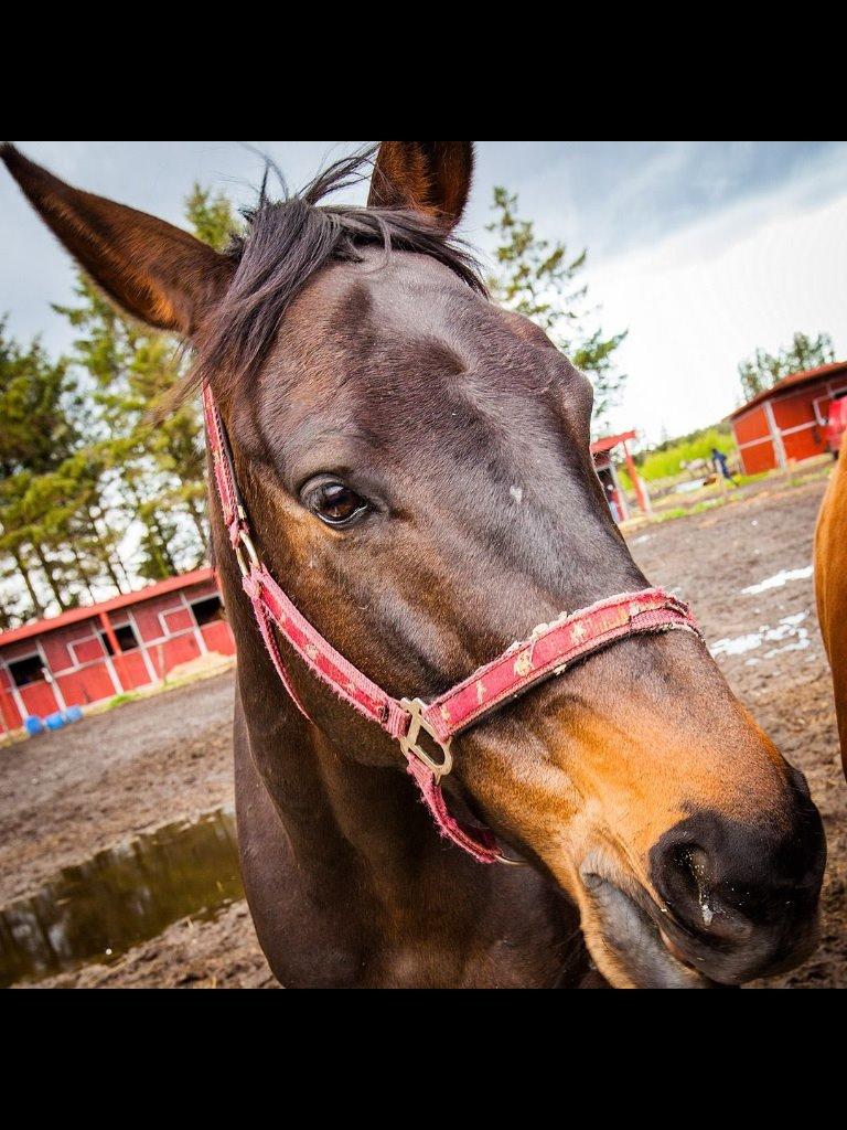 Anden særlig race Balzerlunds Little Secret billede 18