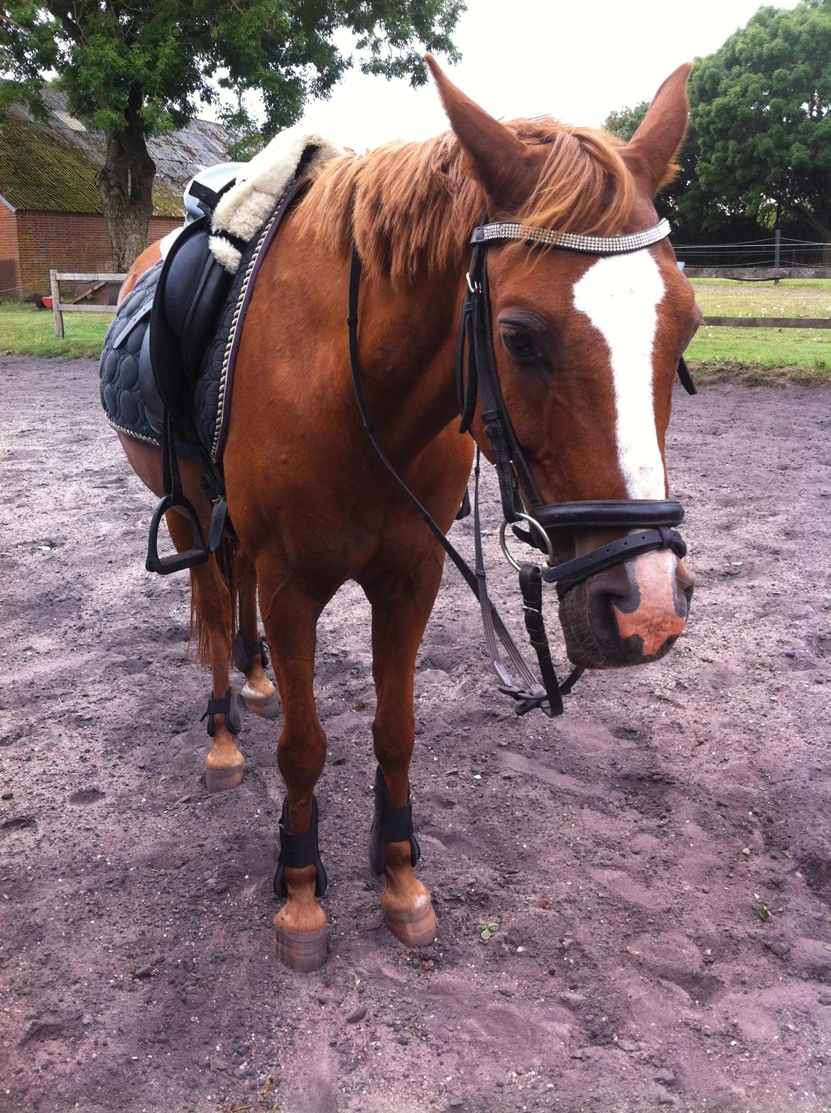 Hollandsk Sportspony Nando - Træt pony ;) billede 14