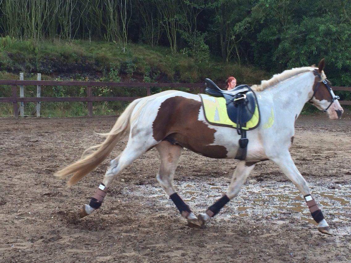 Pinto Aston A Kila billede 28