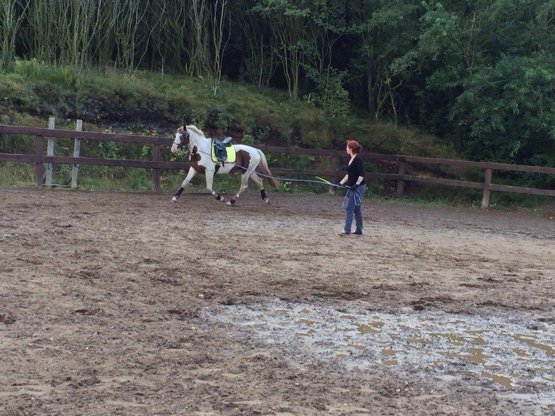 Pinto Aston A Kila billede 29