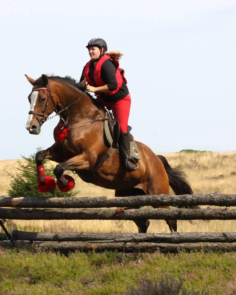 Dansk Varmblod My Choice - Foto: Renee Kristensen. MJJR træning 10. aug 2014 billede 6