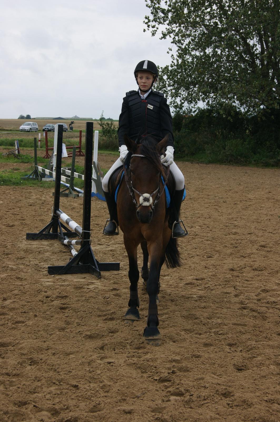 New Forest Farmens Asterix billede 5