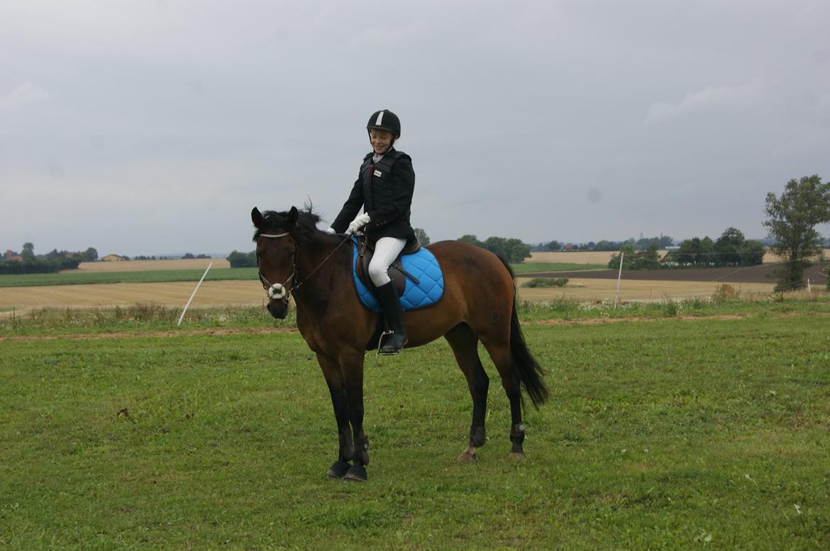 New Forest Farmens Asterix billede 7