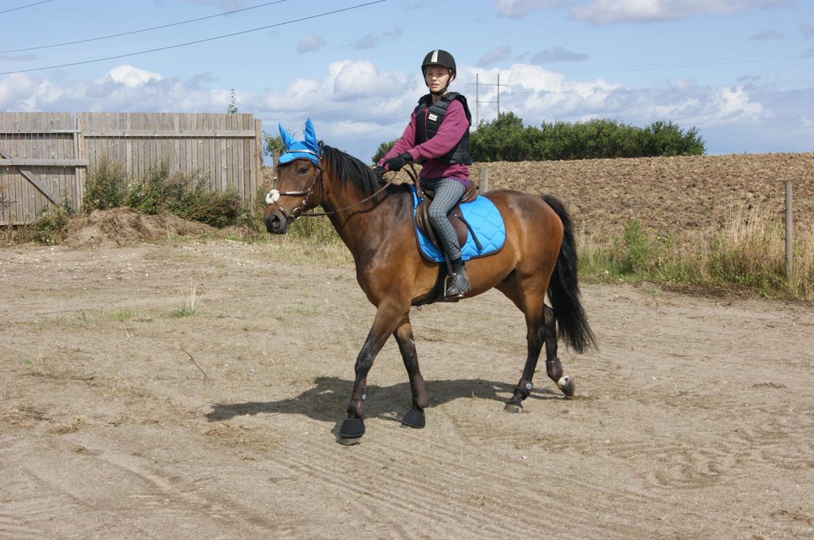 New Forest Farmens Asterix billede 8