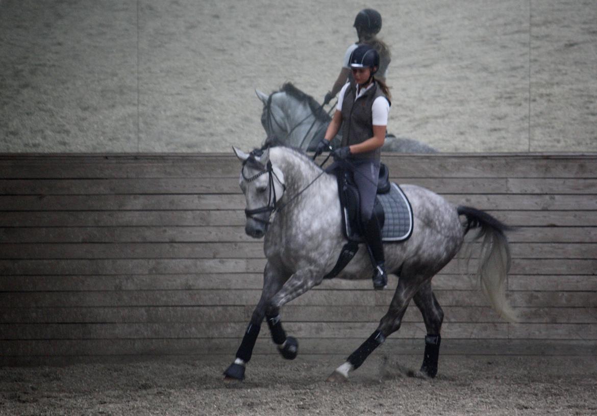 Hannoveraner Diamant billede 14