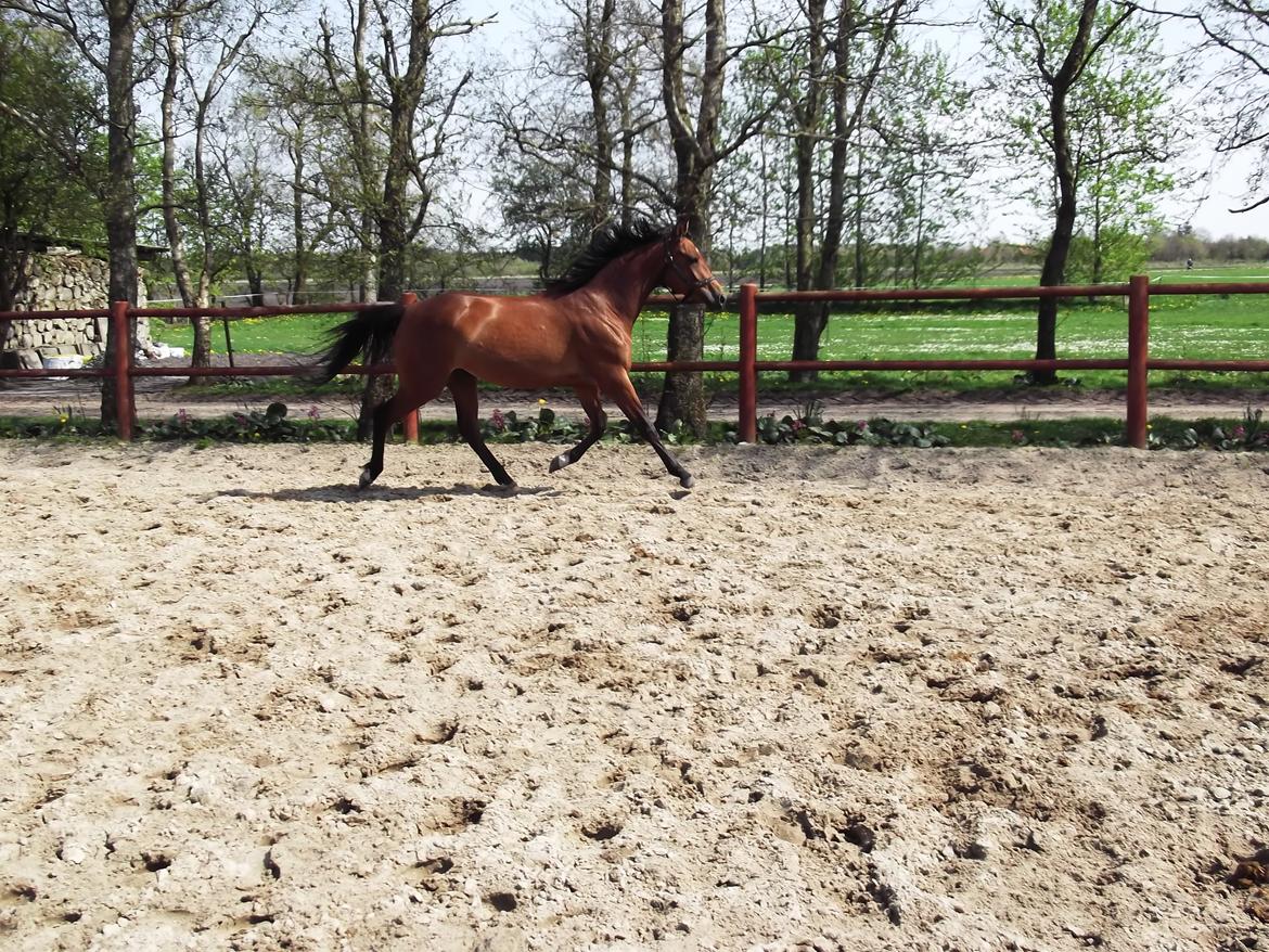 Dansk Varmblod Feldborgs Shanti billede 7