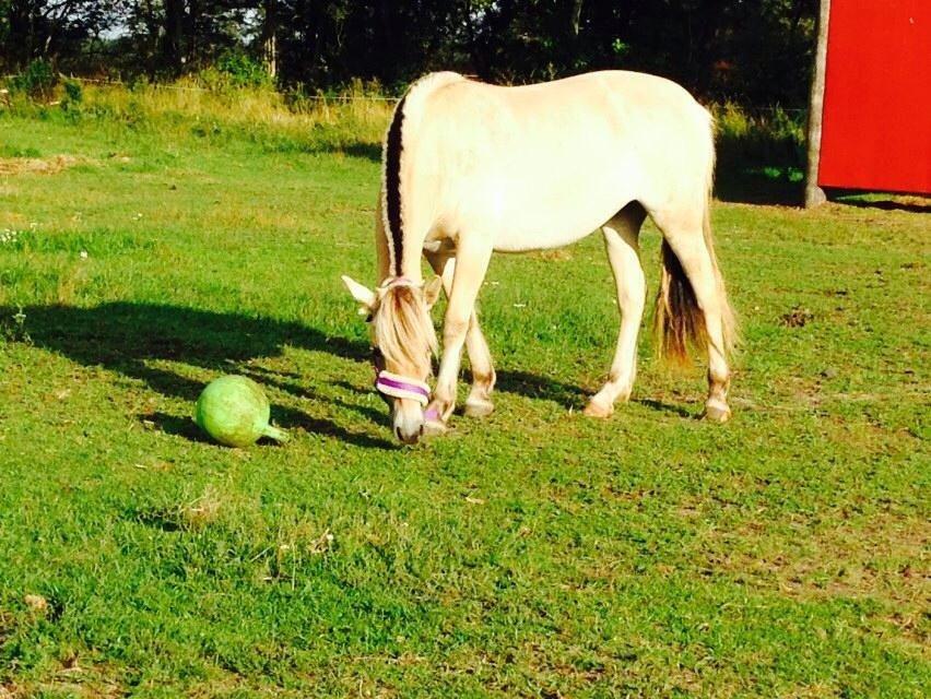 Fjordhest Vikkelsøe's unika billede 5