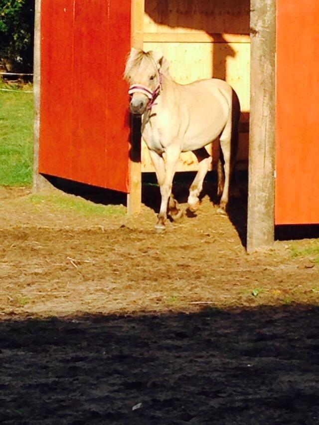 Fjordhest Vikkelsøe's unika billede 7