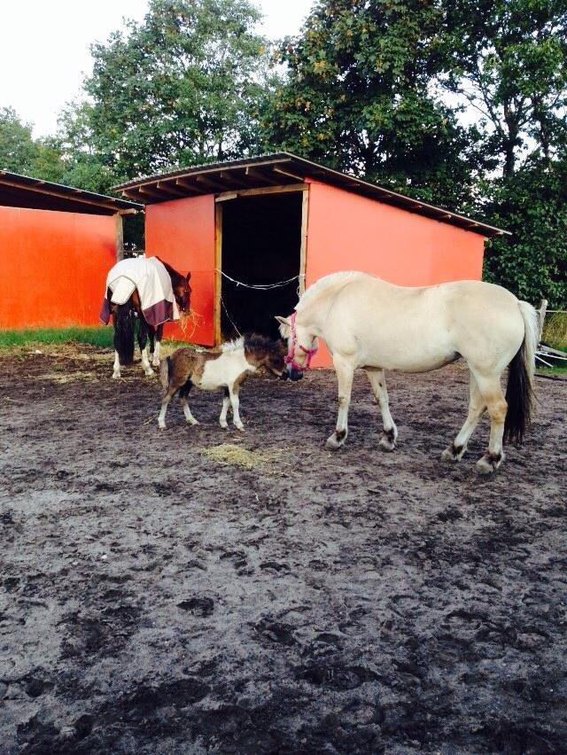 Fjordhest Thilde billede 17