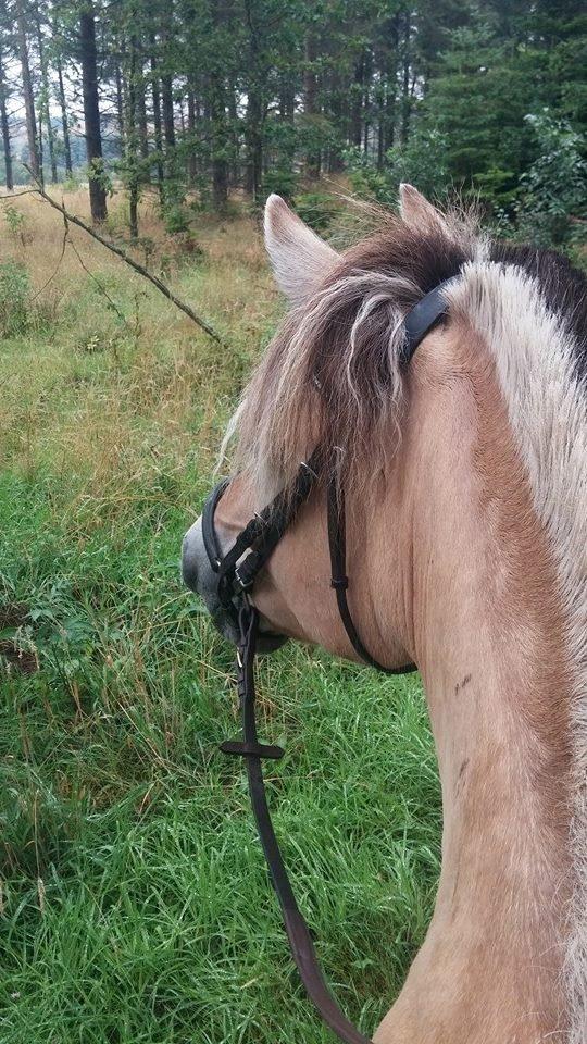 Fjordhest KIRSTINE VÅRBY billede 5
